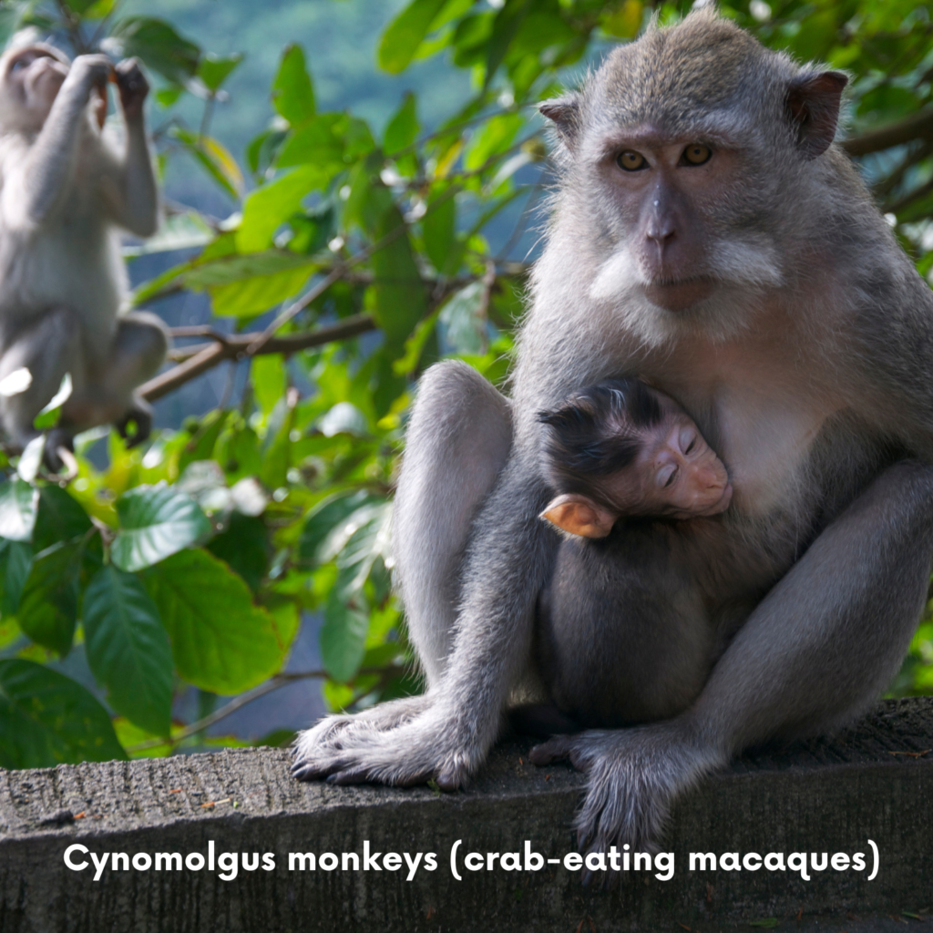 Crab Eating Monkey